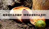 搬家放什么花最好（搬家适合放什么花好）