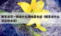 搬家送花一般送什么绿植最合适（搬家送什么花比较合适）